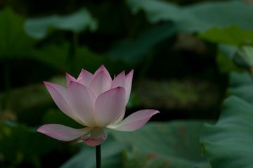 IMGP6516