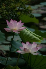 IMGP6455