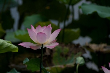 IMGP6452