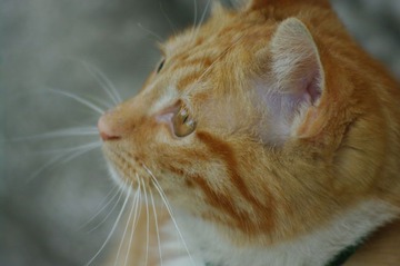 猫头