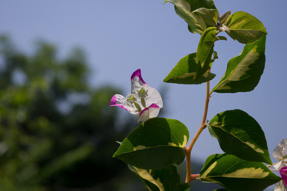 jpg这品种~白里透红~imgp0858.jpg白花了的三角梅叶子,很特别吧.