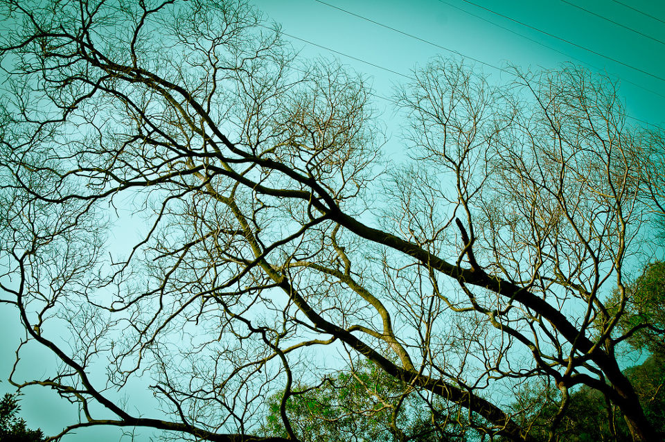 树 br /> 你在空中蔓延