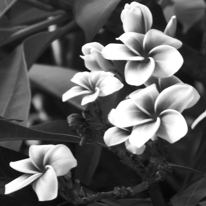 黑白的花 br />