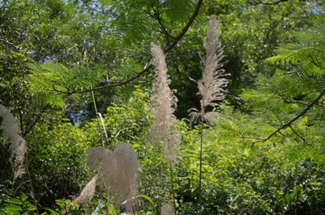 IMGP0890.jpg