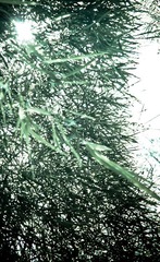竹光