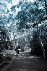 白树的路