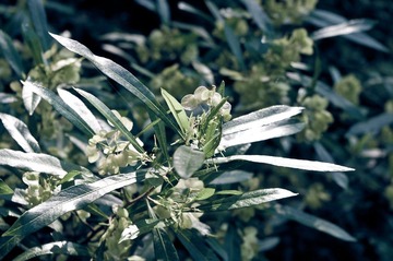植物