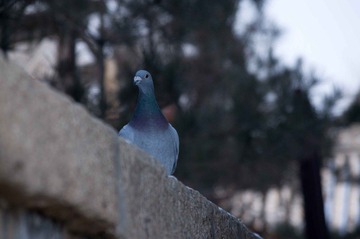 IMGP0113.jpg