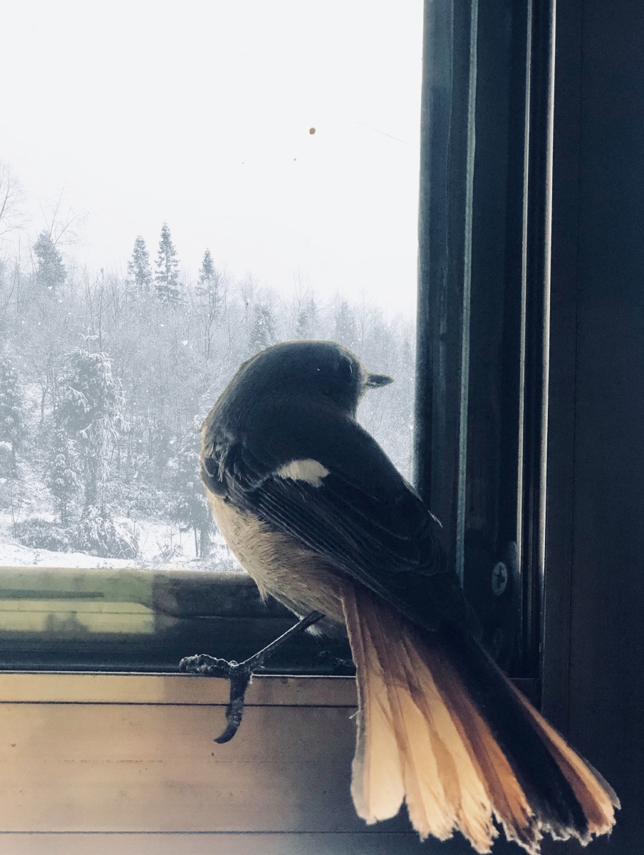 一只鸟飞到了窗户上 - 洋洋yangon