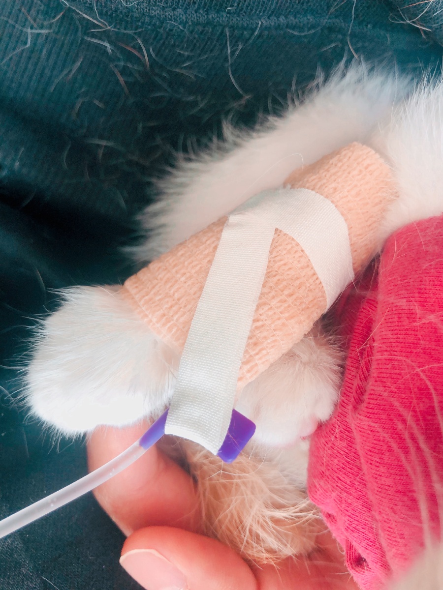 宠物关节药,狗狗患关节炎症可先注射止痛注射再吃关节健骨片