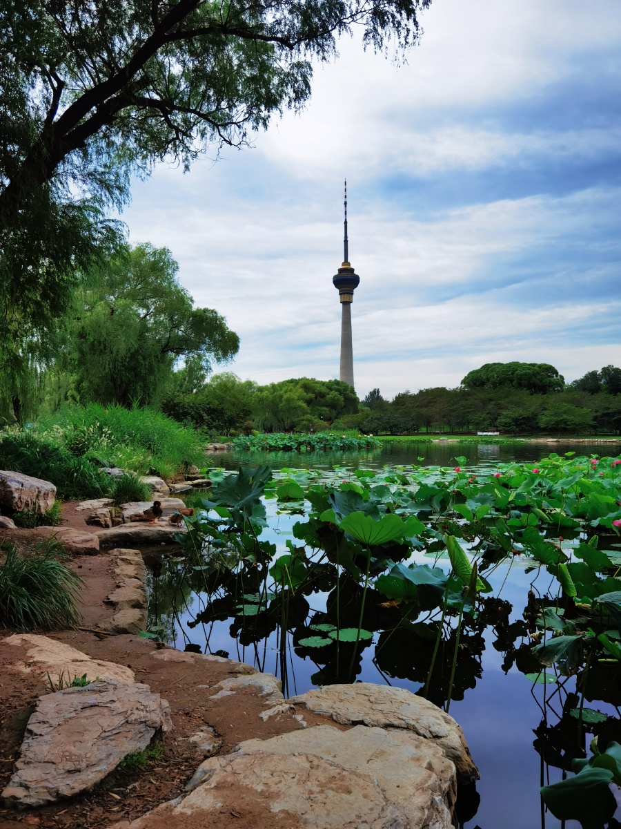 玉渊潭公园61北京612020年8月19日