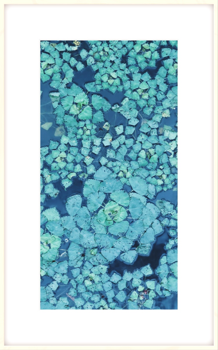 河藻61苏州612021 - 杨红1964 - 图虫