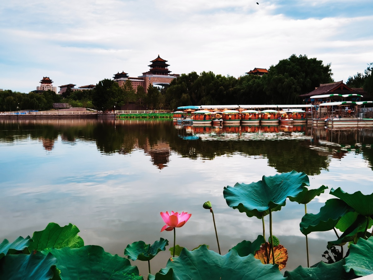 莲花池公园北京2020年8月19日