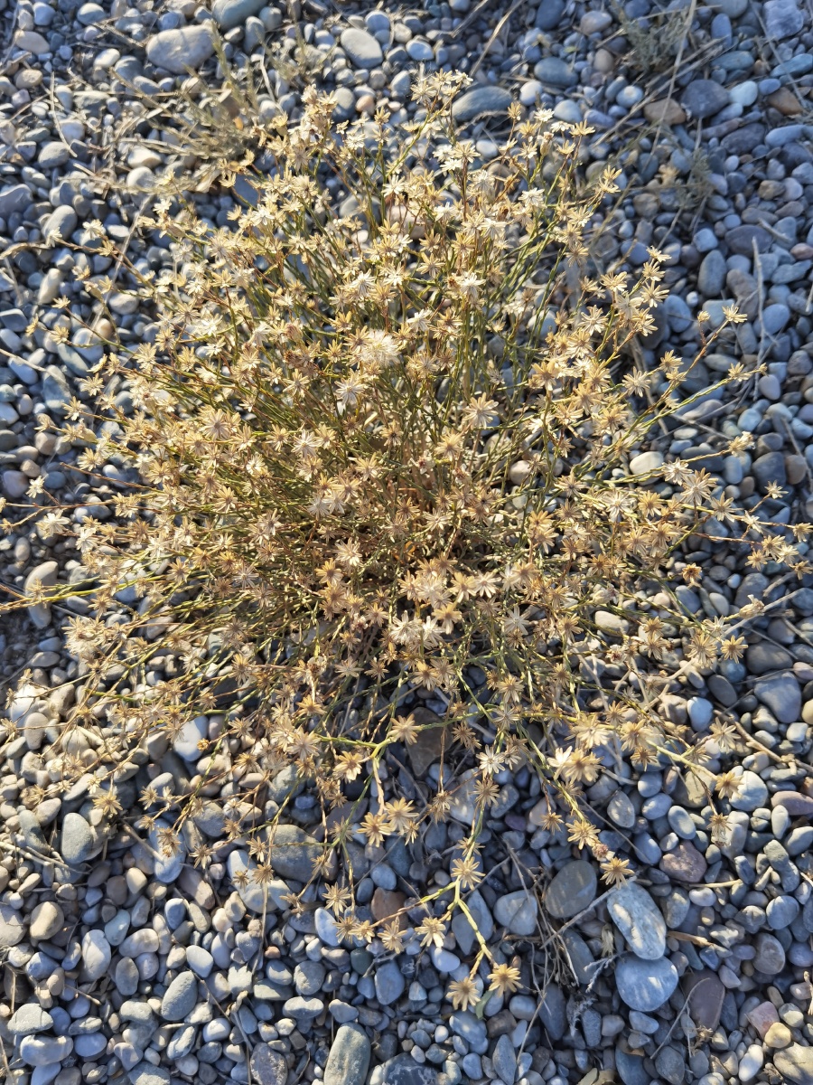 戈壁骆驼草61嘉峪关天下第一雄关景区612020年10月16日八