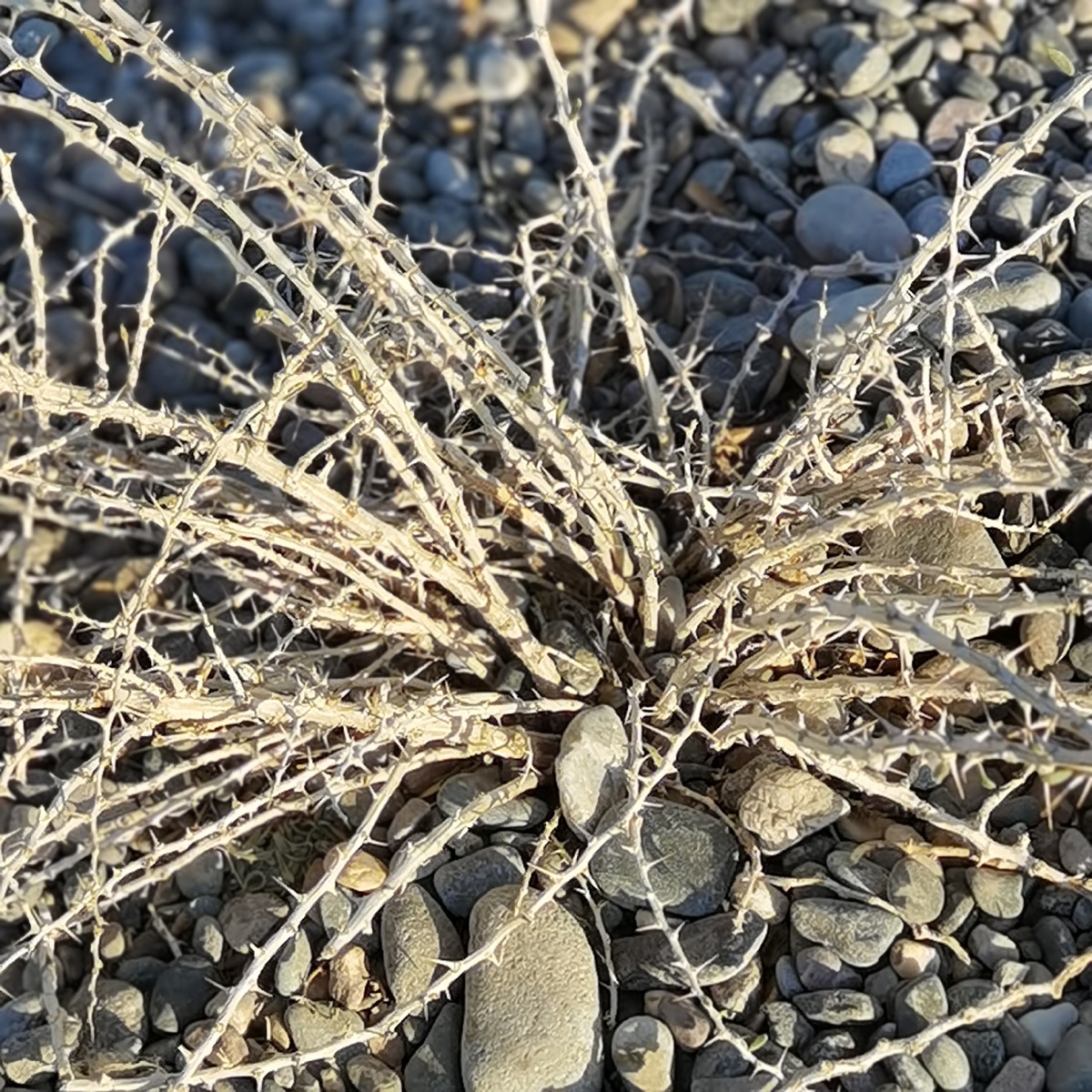 戈壁骆驼草嘉峪关天下第一雄关景区2020年10月16日〈九〉