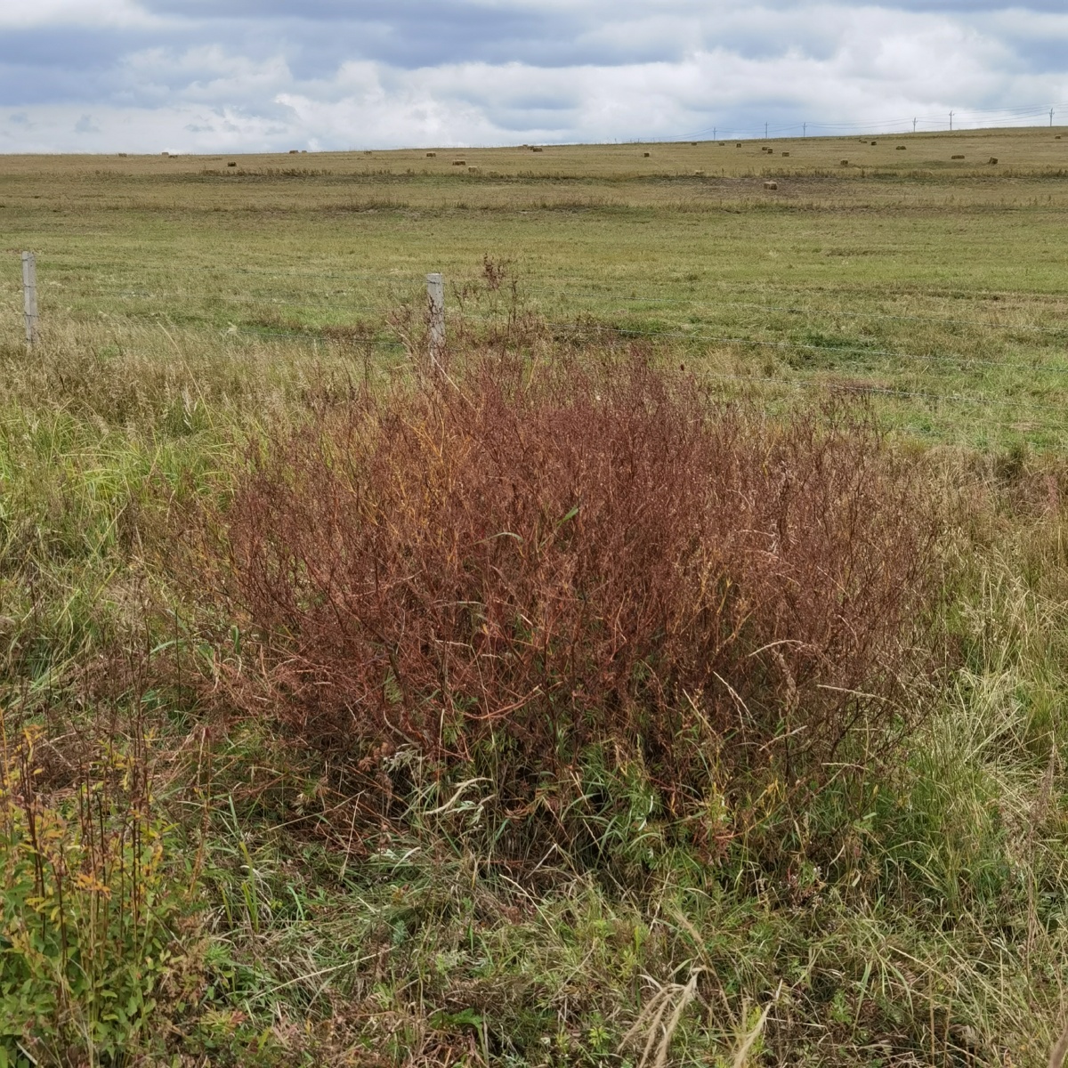 草内蒙古乌兰布统2020年9月12日11:16