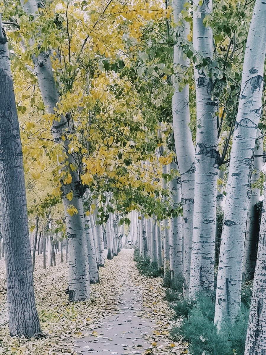 白桦树林61廊坊612020年11月a7