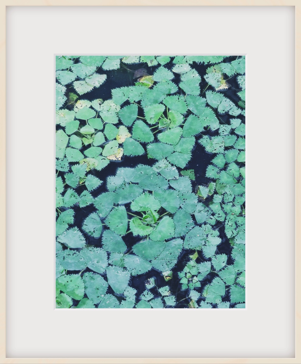 河藻苏州2021〈a一2〉