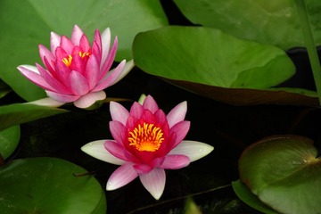 莲花
