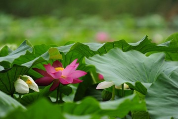 羞涩