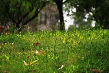 莲花山_0063 (2011-09-10).jpg
