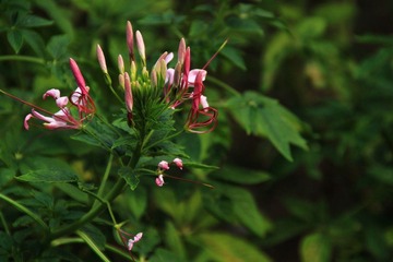 莲花山_0075 (2011-09-10).jpg
