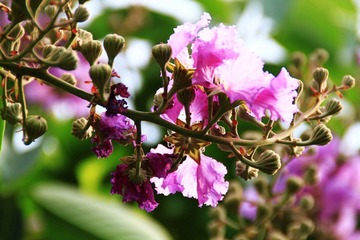 莲花山_0078 (2011-09-10).jpg
