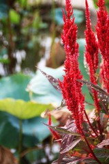 莲花山_0089 (2011-09-10).jpg