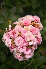 乾陵花