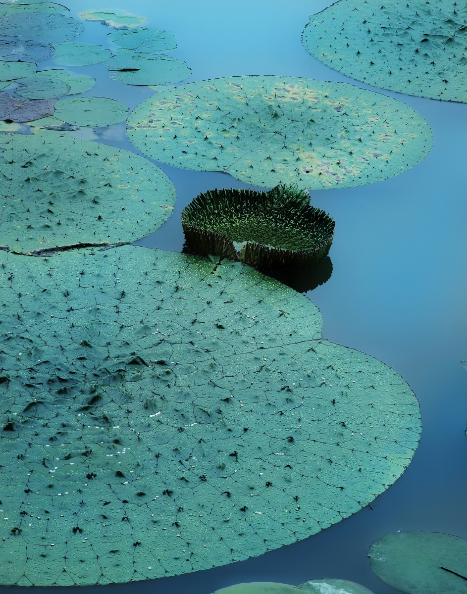 荷塘有叶初长成大叶莲