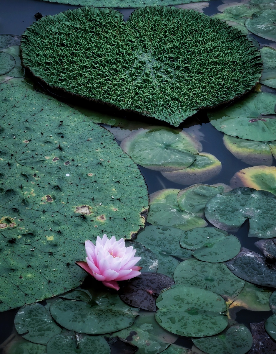 荷塘有叶初长成—大叶莲