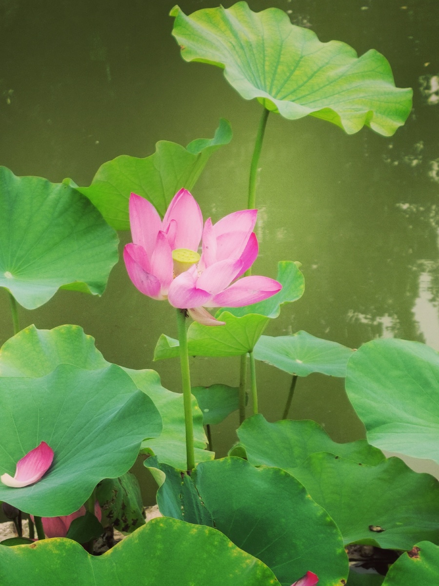 过雨荷花满院香,沈李浮瓜冰雪凉 ——《忆王孙·夏词》2021夏 - 草莓
