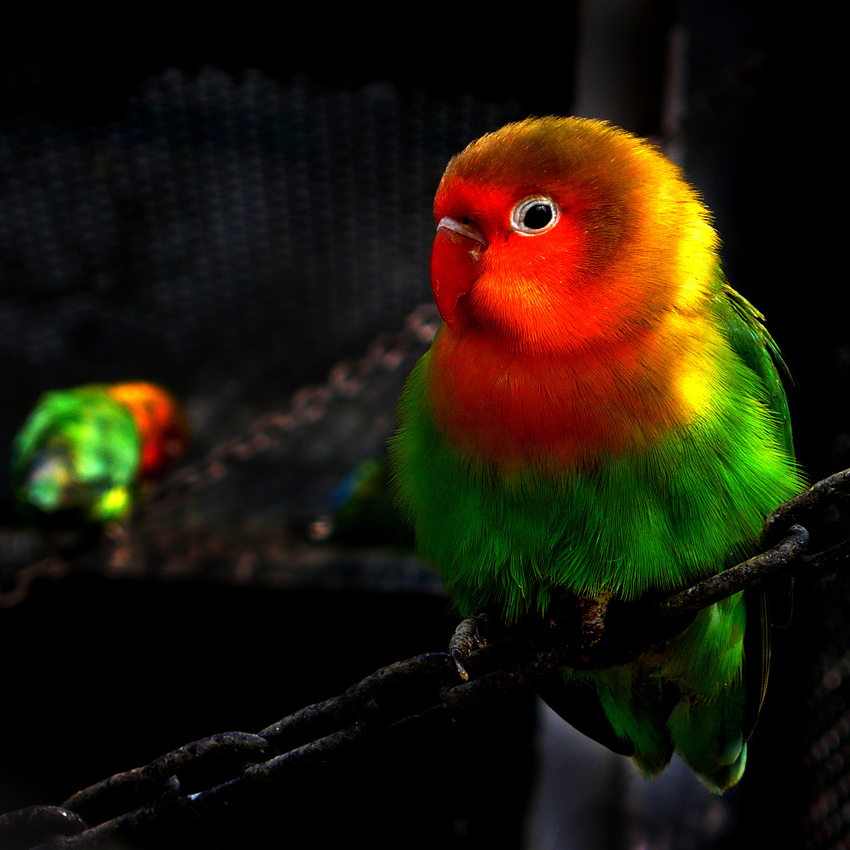 精灵可爱的小鹦鹉