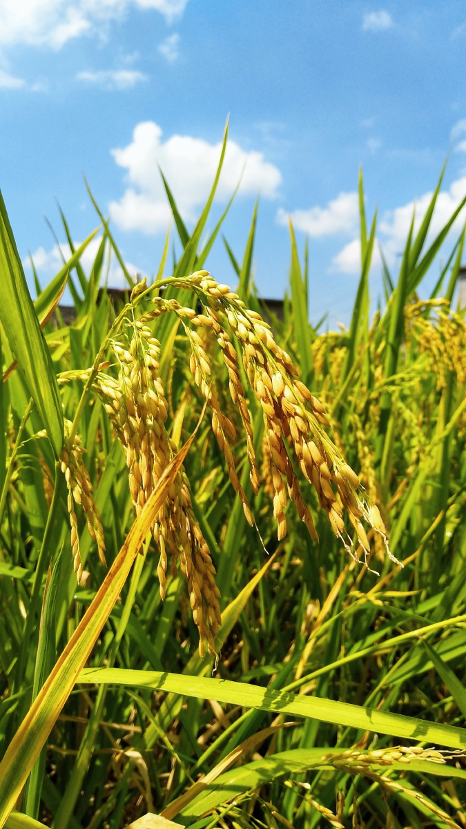 秋天的大山深处凉爽稻谷开始变黄了蓝天白云