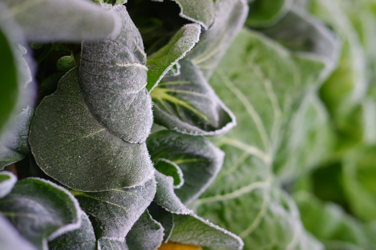 晨霜- 桃狸iris - 图虫