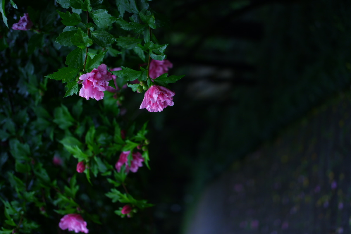 临平公园雨打花落