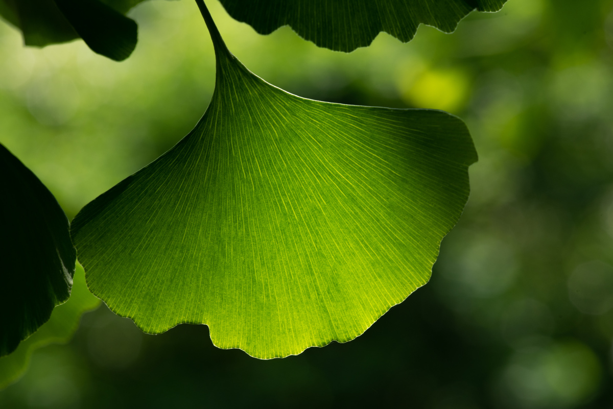 众说周知银杏叶秋天很黄很美,其实,银杏叶在夏天也很漂亮,尤其是在