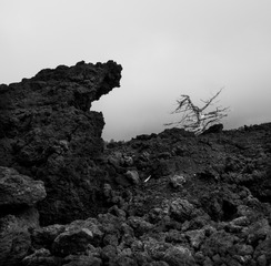 IMG_4549