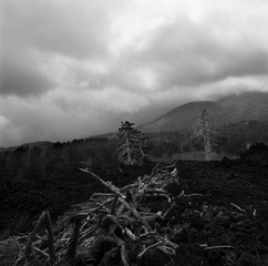 IMG_4181
