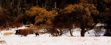 冬天的牧场01.jpg