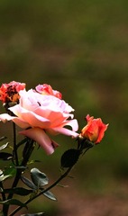 IMG_9525.jpg
