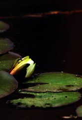 IMG_9642.jpg