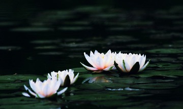IMG_9647.jpg