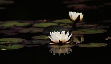 IMG_9657.jpg