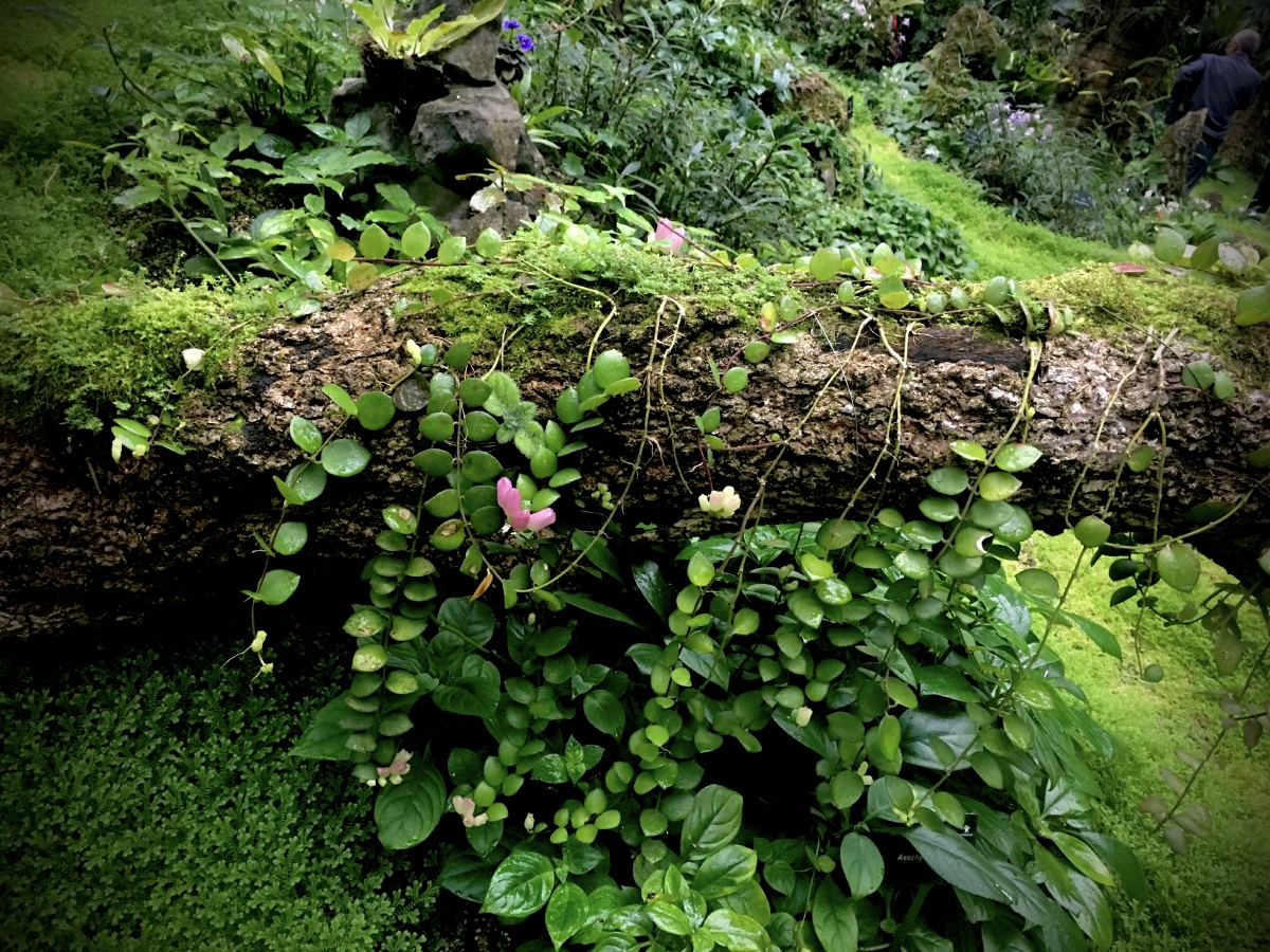 铁草鞋:"草浅苔痕侵石磴,鞋轻屐迹印斜阳