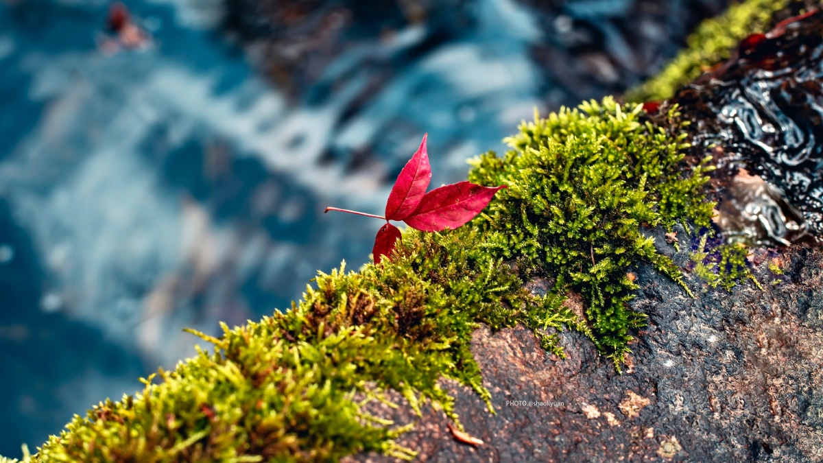 随风飘动的叶子