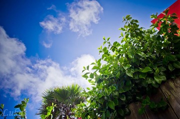 后院的天空
