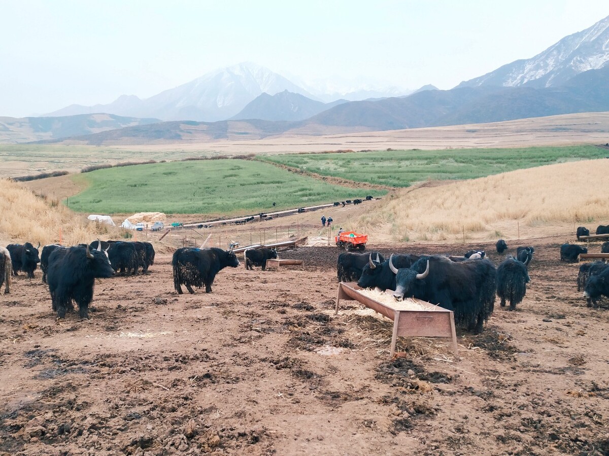 延边牛 广东养殖,延边牛产于东北三省延长肥沃土地