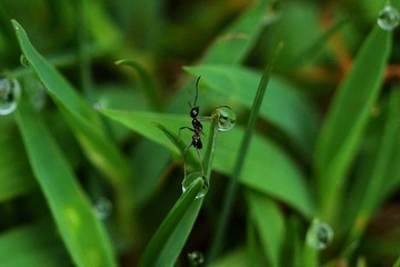 水上看水的小蚂蚁