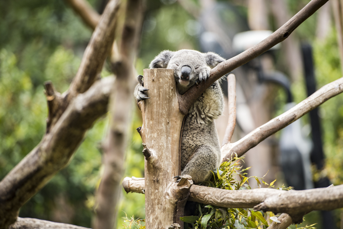 广州长隆野生动物园考拉馆 - andsonwang - 图虫
